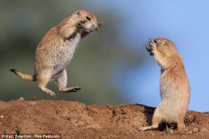 bullying groundhogs