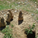 Black-tailed_prairie_dogs,_Hershey_PA